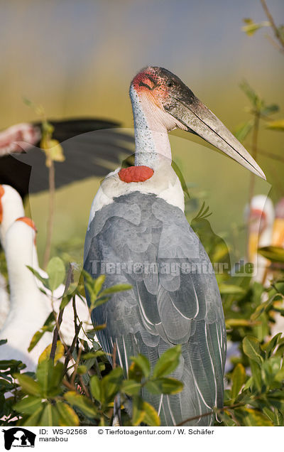 marabou / WS-02568