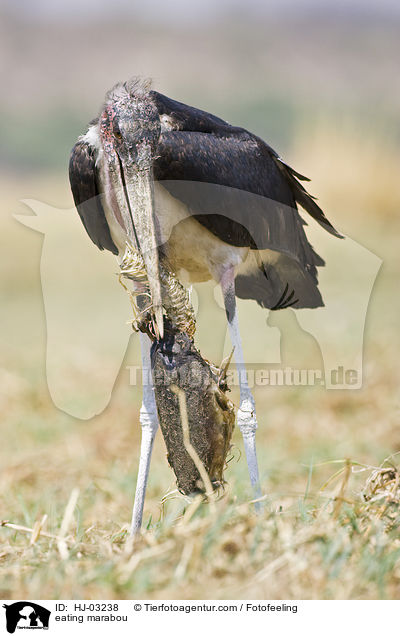 fressender Marabu / eating marabou / HJ-03238