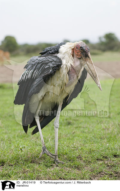 Marabu / marabou / JR-01419