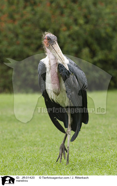 Marabu / marabou / JR-01420