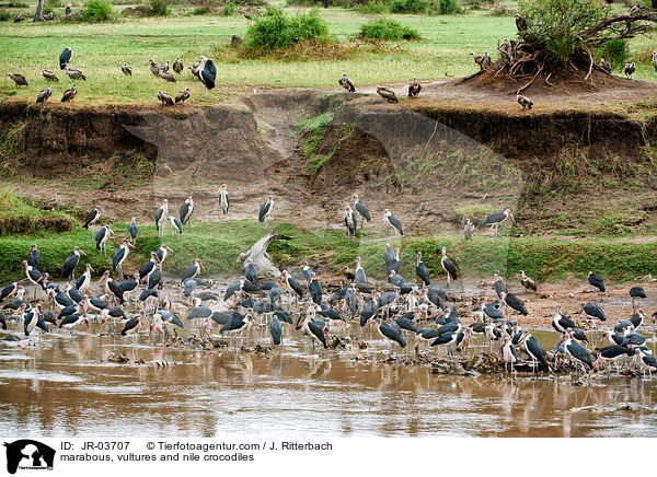 Marabus, Geier und Nilkrokodile / marabous, vultures and nile crocodiles / JR-03707