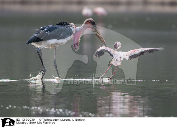 Marabu ttet Flamingo / Marabou Stork kills Flamingo / IG-02030