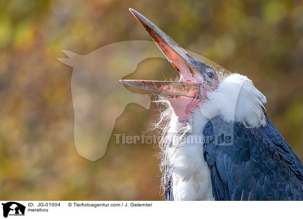 marabou / JG-01004
