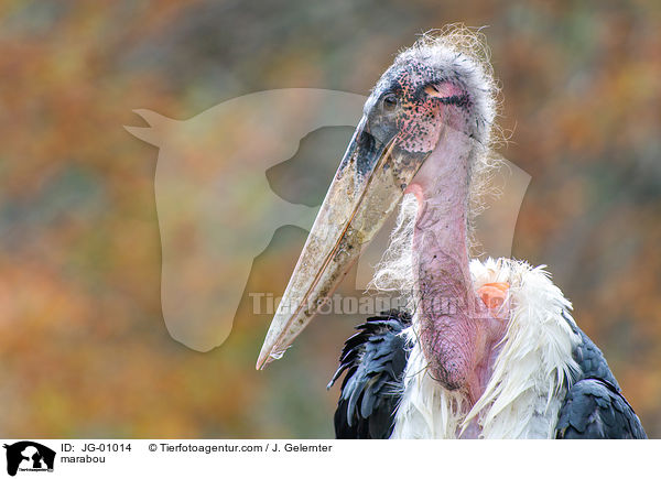 marabou / JG-01014