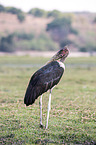 standing Marabou Stork