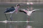 Marabou Stork kills Flamingo