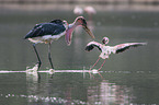 Marabou Stork kills Flamingo