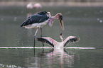 Marabou Stork kills Flamingo
