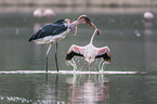 Marabou Stork kills Flamingo