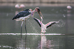 Marabou Stork kills Flamingo