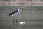 Marabou Stork kills Flamingo