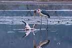 Marabou Stork kills Flamingo