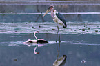 Marabou Stork kills Flamingo