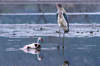 Marabou Stork kills Flamingo