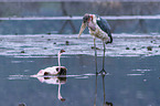 Marabou Stork kills Flamingo