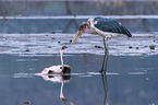 Marabou Stork kills Flamingo