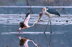 Marabou Stork kills Flamingo