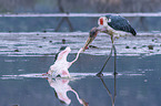 Marabou Stork kills Flamingo