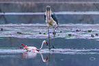 Marabou Stork kills Flamingo