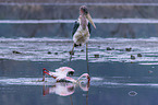 Marabou Stork kills Flamingo