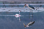 Marabou Stork kills Flamingo