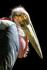 marabou
