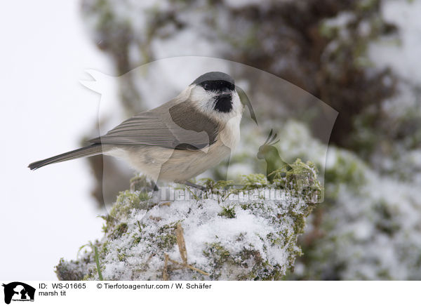 marsh tit / WS-01665