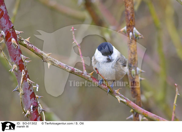 marsh tit / SO-01302