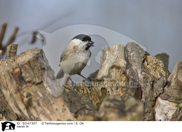marsh tit / SO-01307