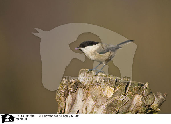 marsh tit / SO-01308