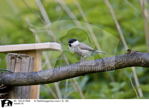 marsh tit / SO-01566