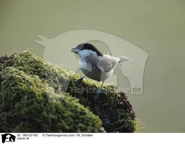 marsh tit / WS-03160