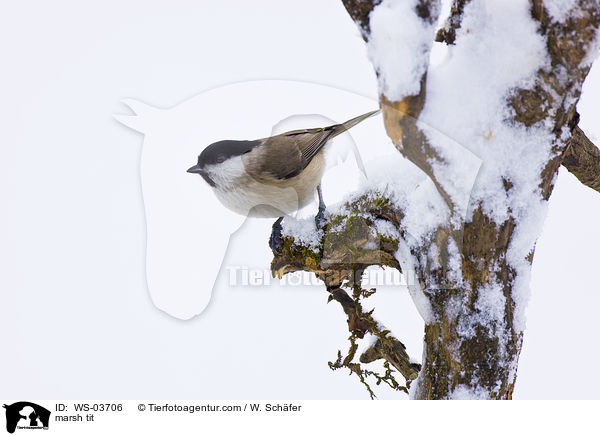 Sumpfmeise / marsh tit / WS-03706