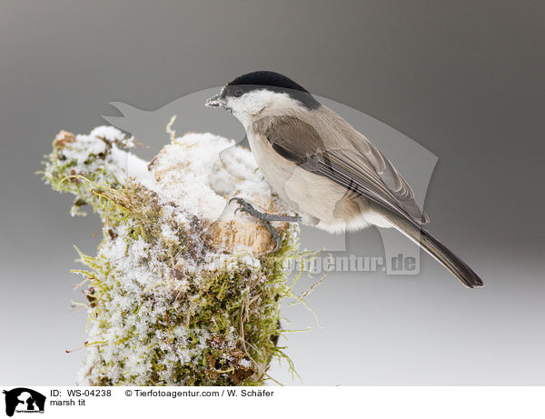 Sumpfmeise / marsh tit / WS-04238