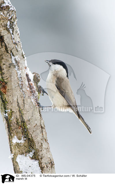 marsh tit / WS-04375