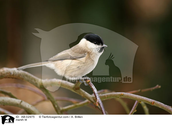 marsh tit / AB-02975