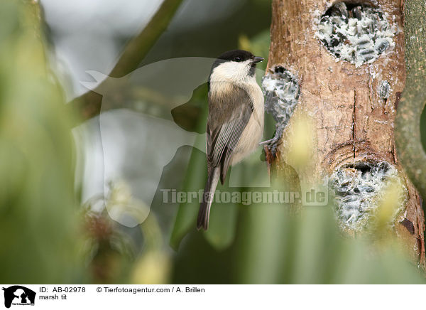 marsh tit / AB-02978