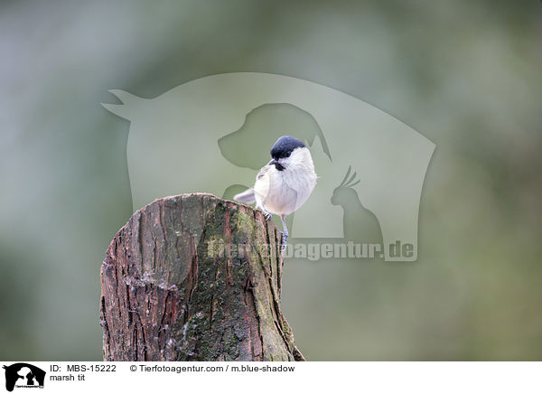 marsh tit / MBS-15222