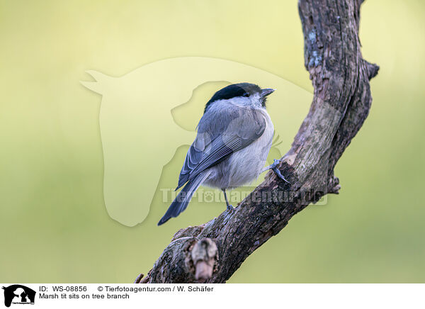 Marsh tit sits on tree branch / WS-08856