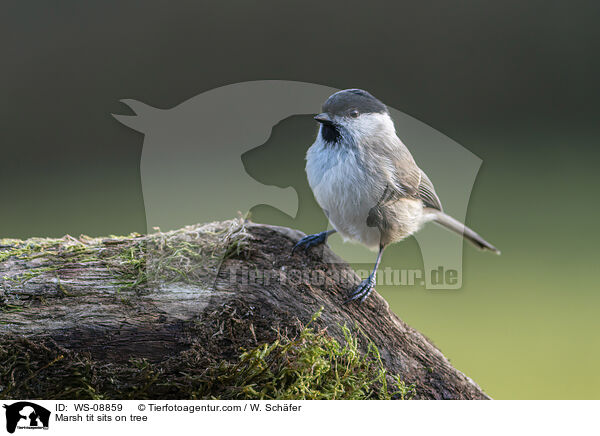 Sumpfmeise sitzt auf Baum / Marsh tit sits on tree / WS-08859
