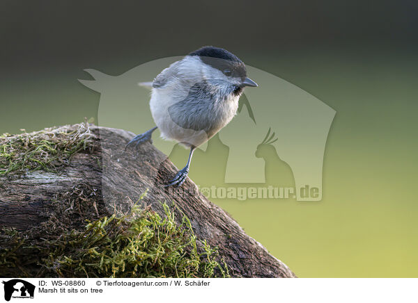 Marsh tit sits on tree / WS-08860