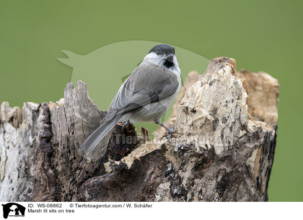 Marsh tit sits on tree / WS-08862
