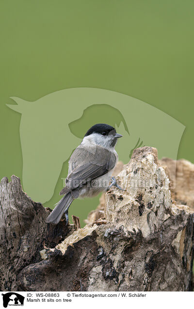 Marsh tit sits on tree / WS-08863