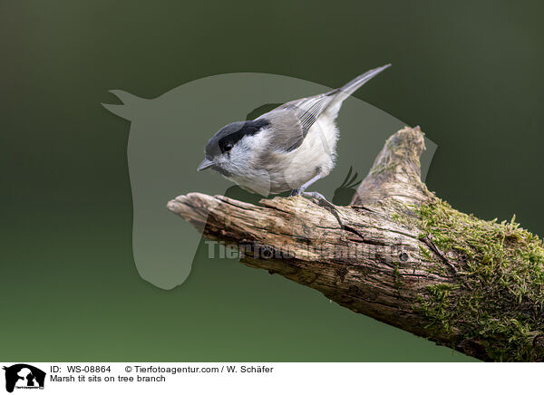 Marsh tit sits on tree branch / WS-08864
