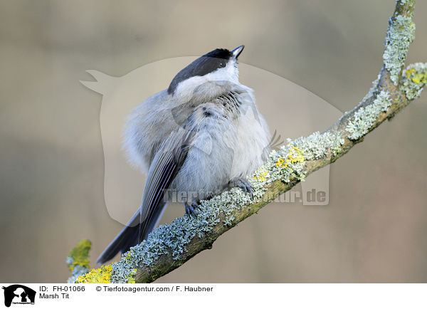 Marsh Tit / FH-01066