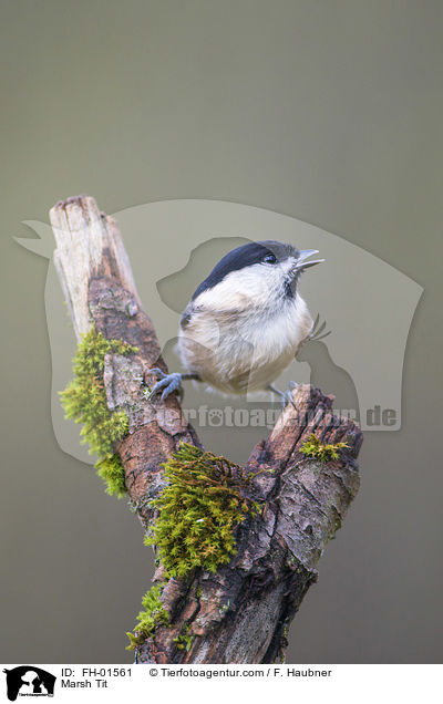 Marsh Tit / FH-01561