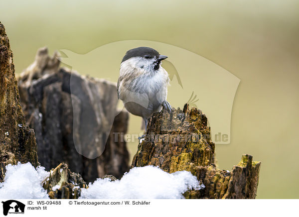 Sumpfmeise / marsh tit / WS-09488