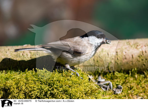 marsh tit / AVD-06975