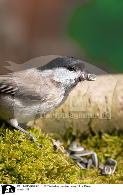 marsh tit / AVD-06976