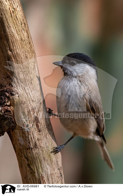 marsh tit / AVD-06981